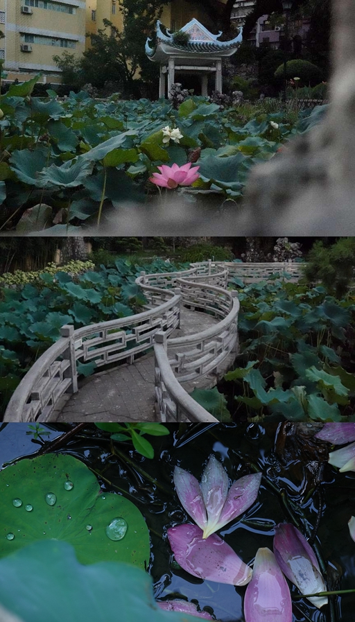 盧廉若公園。人民網(wǎng) 唐佳 攝