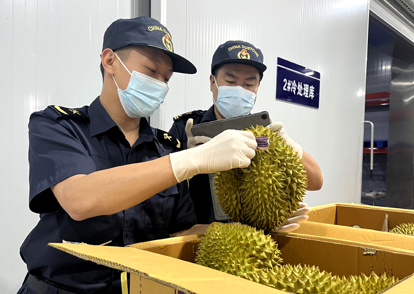 磨憨鐵路口岸綜合性指定監(jiān)管場地水果查驗區(qū)內，海關關員正在查驗進口榴蓮。勐臘海關供圖
