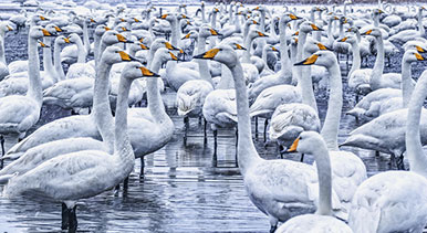 山東榮成：雪落天鵝湖