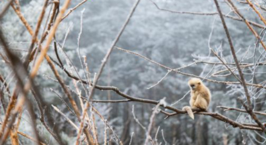 湖北神農(nóng)架：雪中猴趣