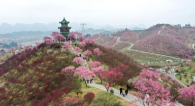 貴州梅園開園迎客