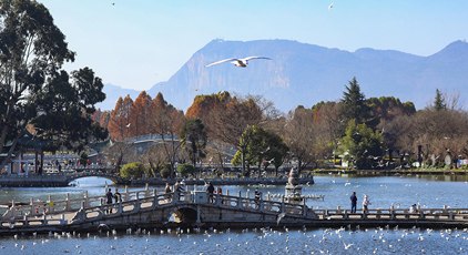 雲(yún)南昆明：看鷗